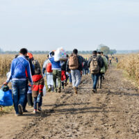 Group of War Refugees walking in cornfield. Syrian refugees crossing border to reach EU. Iraqi and Afghans. Balkans Route. Migrants on their way to European Union. Large group of people immigrate